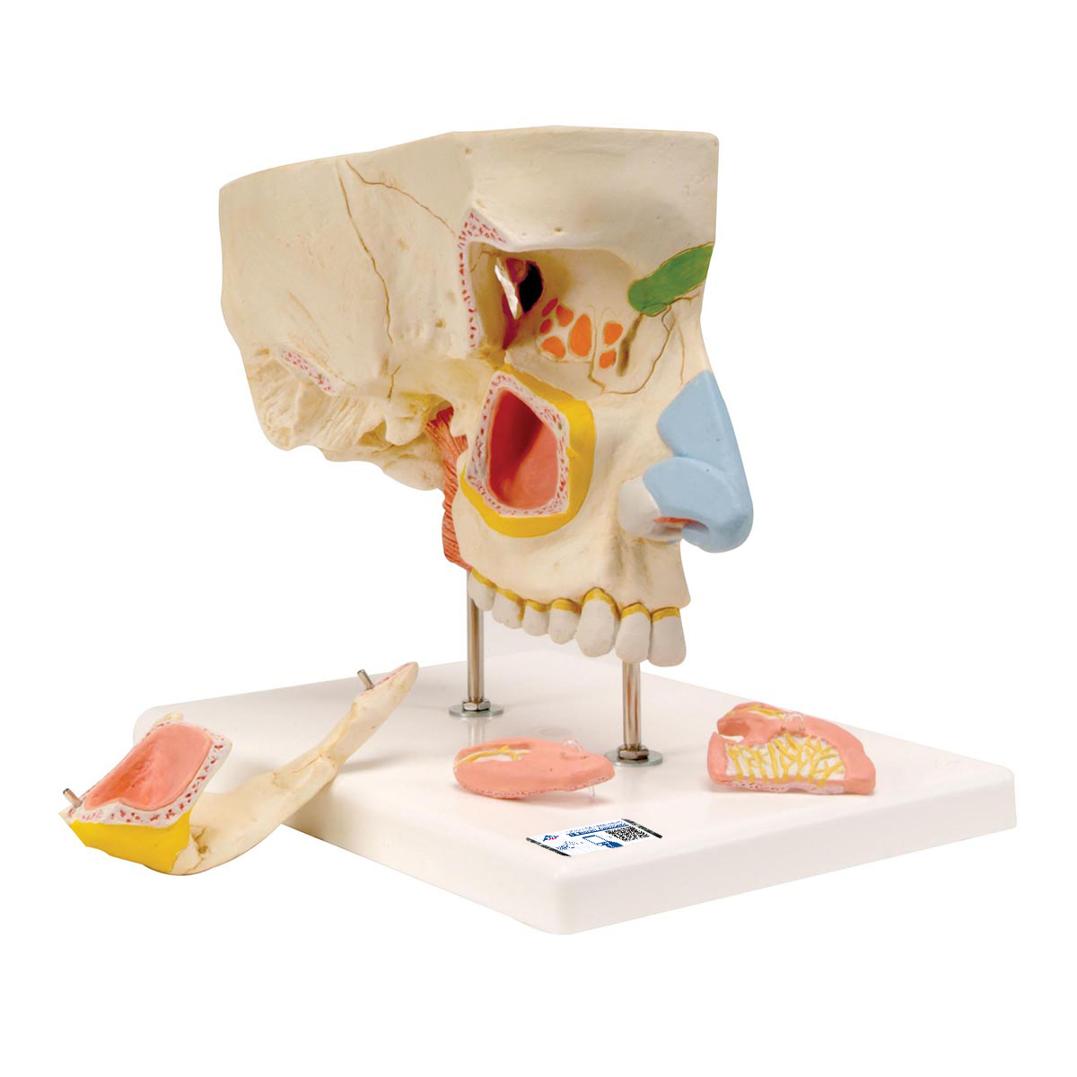 sinus cavity canine