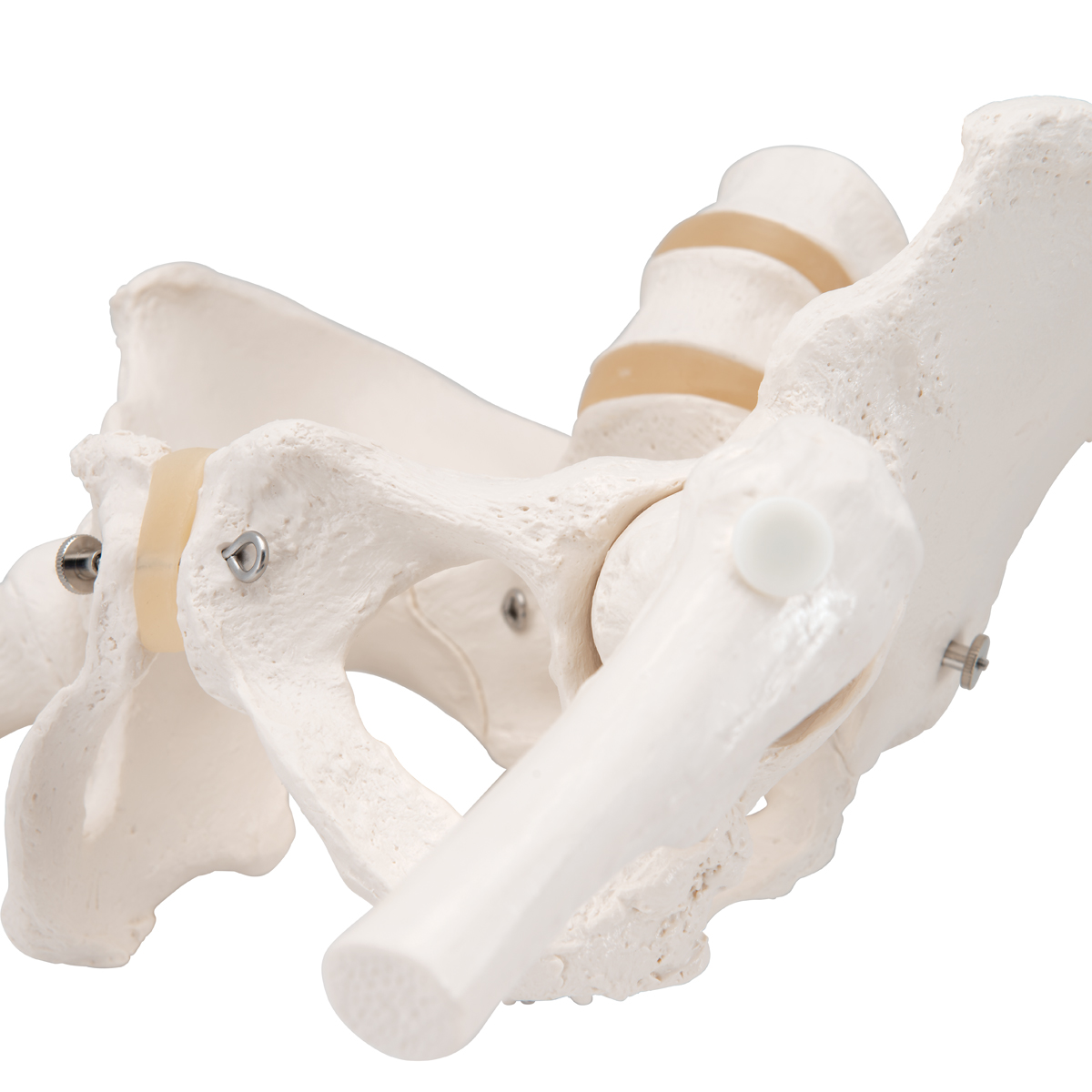  Squelette  du bassin f minin avec moignons de f mur 
