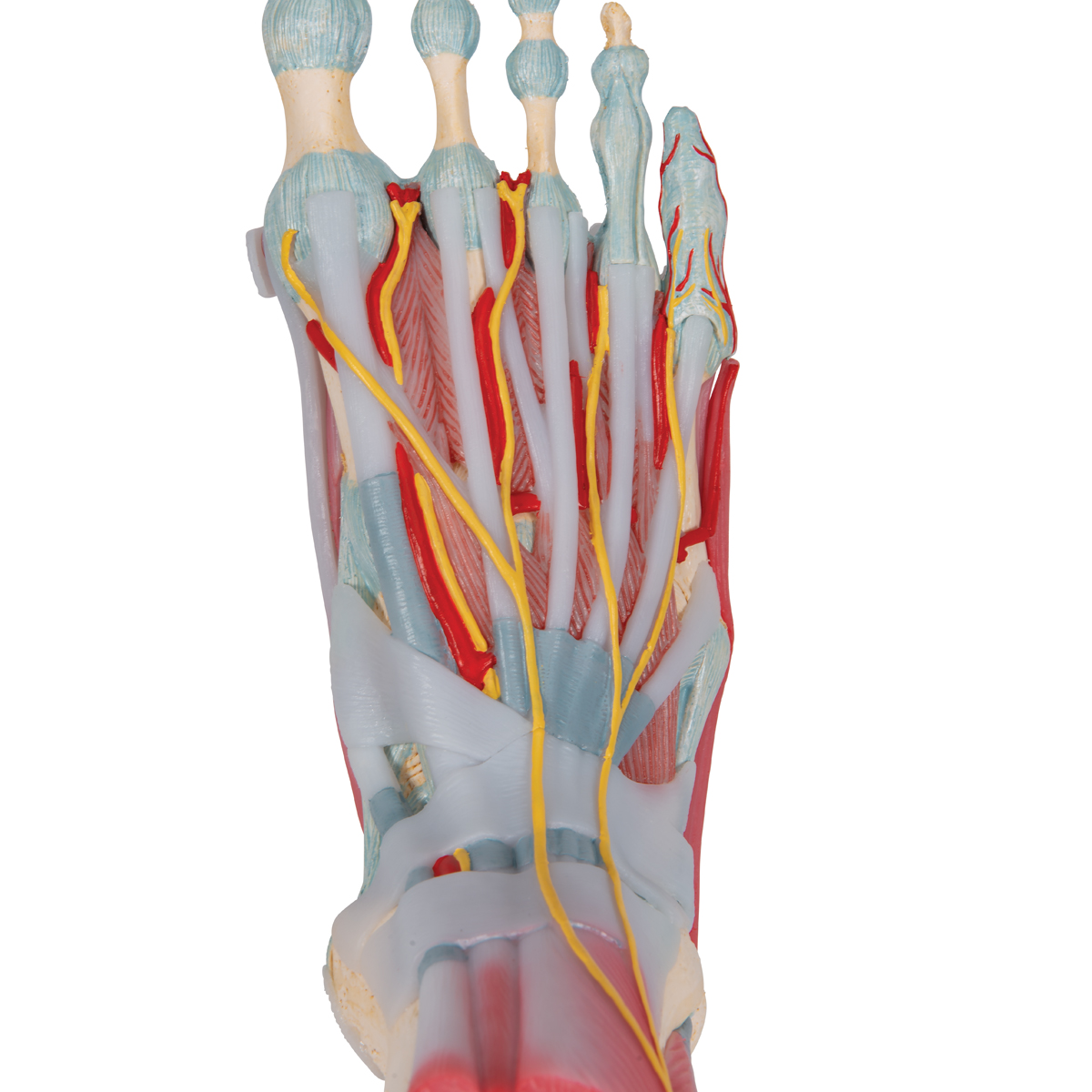 Mod le de squelette  du pied  avec ligaments et muscles 